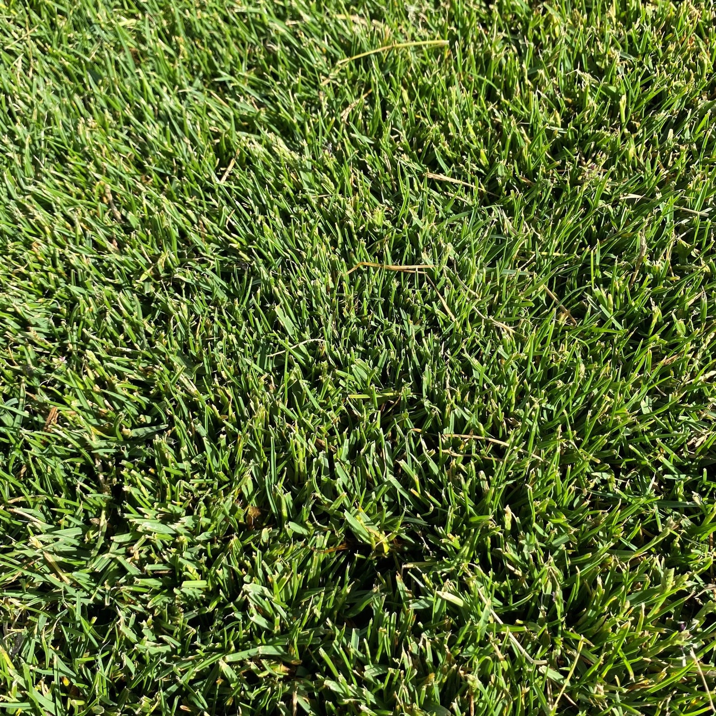 Gros plan sur un gazon dense, épais et vert foncé, montrant la qualité uniforme et la santé de l'herbe.