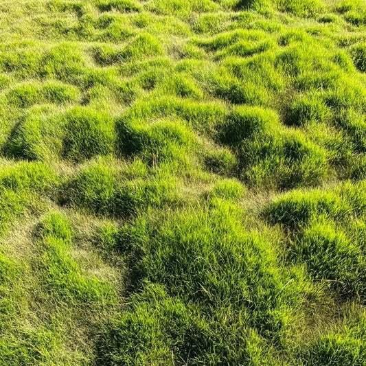 Gros plan sur le gazon moutonnant de qualité supérieure Zoysia Geo.