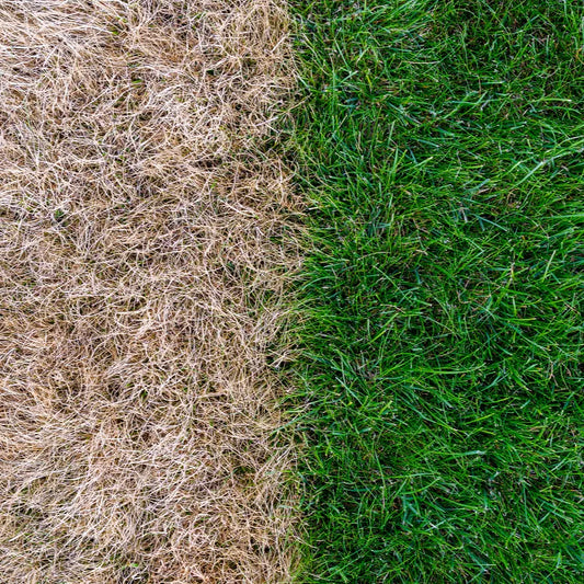 Une photo montrant une nette différence entre deux parties d'une pelouse : à gauche, l'herbe est desséchée et jaunie, tandis qu'à droite, l'herbe est dense, saine et d'un vert éclatant.